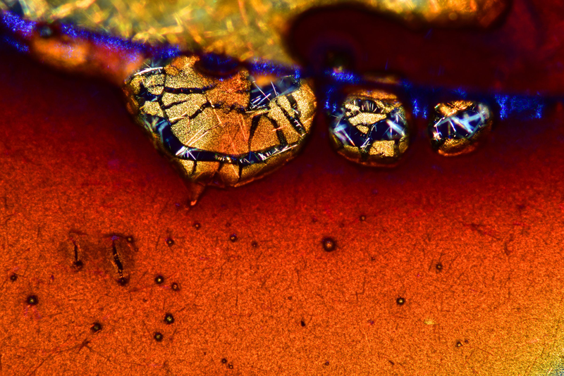 Illustration for article titled Las mejores microfotografĂas del año nos muestran la increĂble belleza de lo que no podemos ver